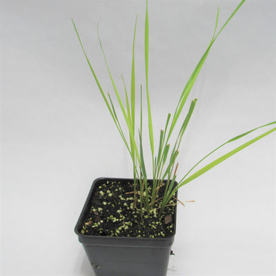 Sweetgrass - Hierochloe odorata