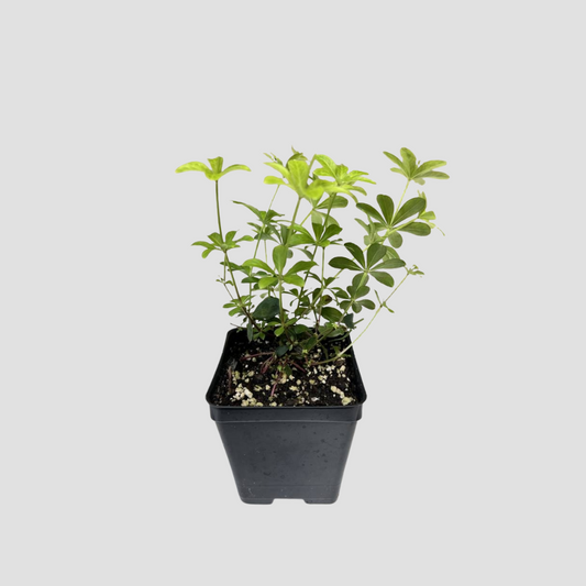 Sweet Woodruff