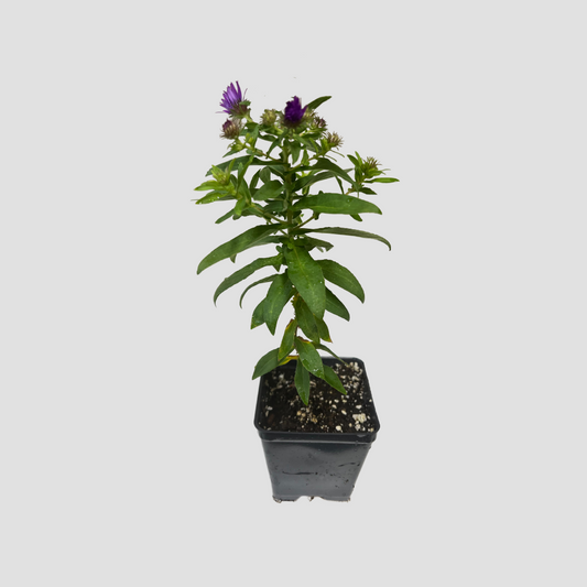 Aster 'Purple Dome'